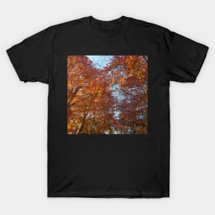 Fall leaves in the sun T-Shirt